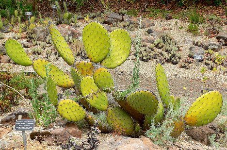 Opuntia Oricola